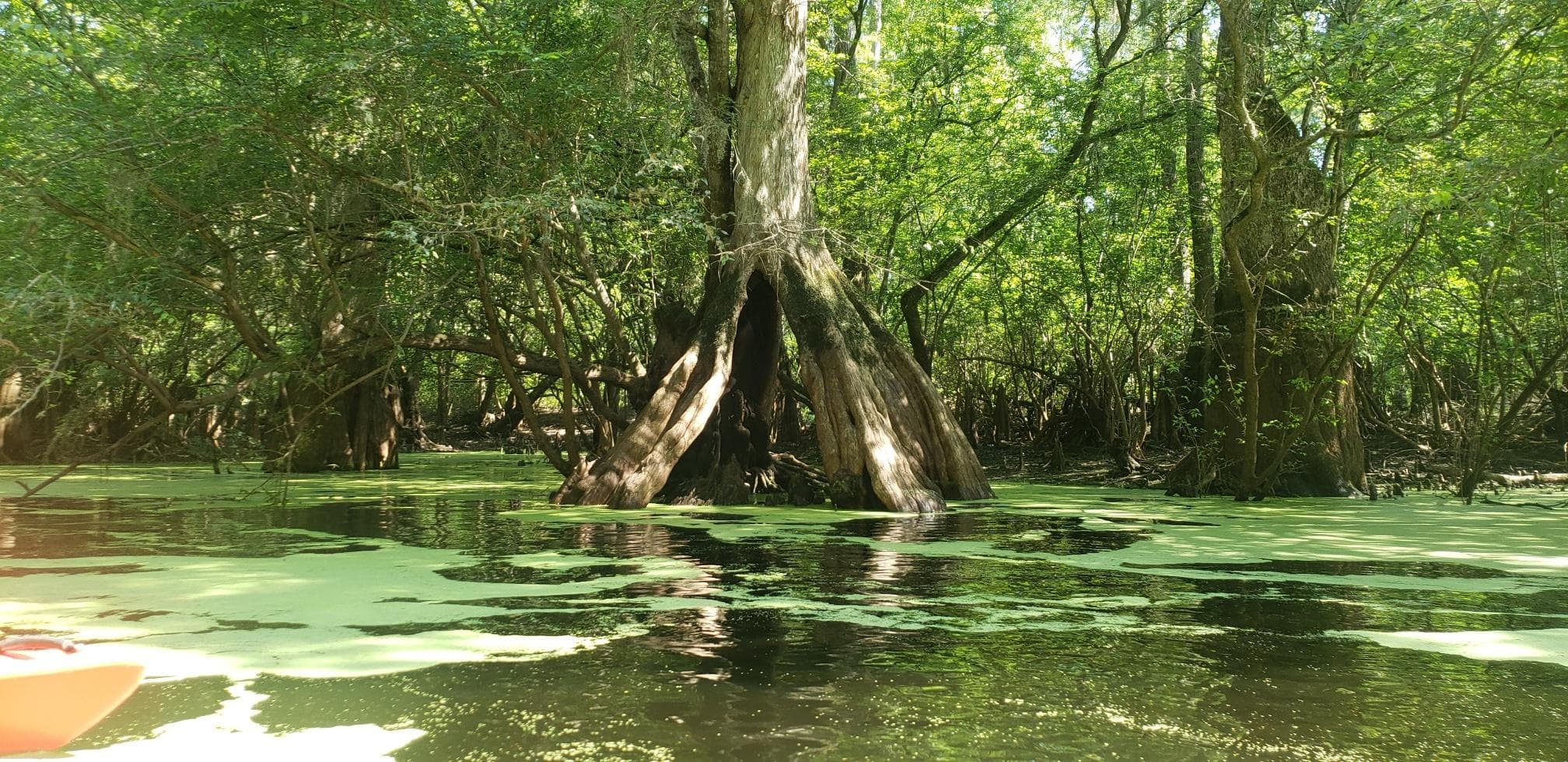 Explore Georgia’s Ebenezer Creek: A Beginner-Friendly Blackwater Kayaking Adventure