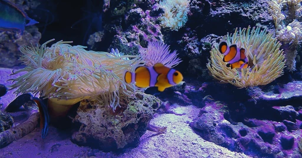 Clownfish swimming among anemones in colorful aquarium display