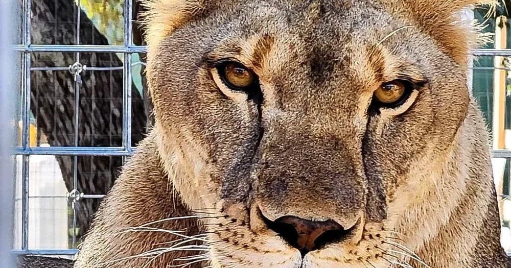 Behind-the-Scenes Zookeeper Experience at Texas Wildlife Park
