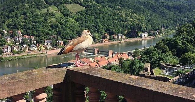 Land Adventures in Heidelberg with Henry Heidelberg Tours