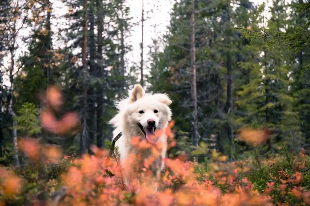 Land Adventures with O'Nordic: Forest Hike & Dog Lake Fun