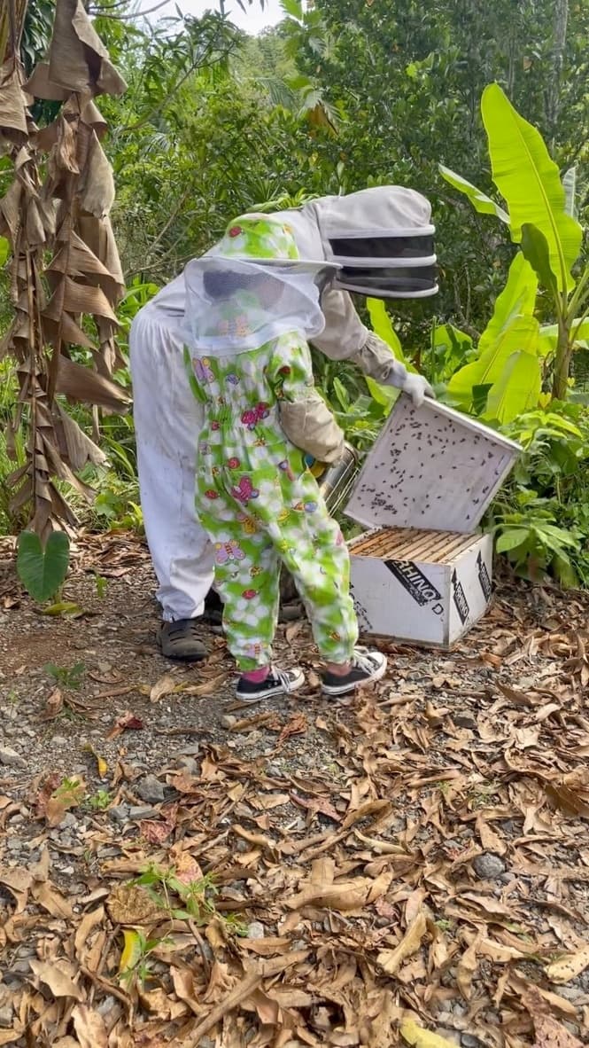 Apiary Experience in Aguada: Hands-On Beekeeping & Hive Ecology, Puerto Rico