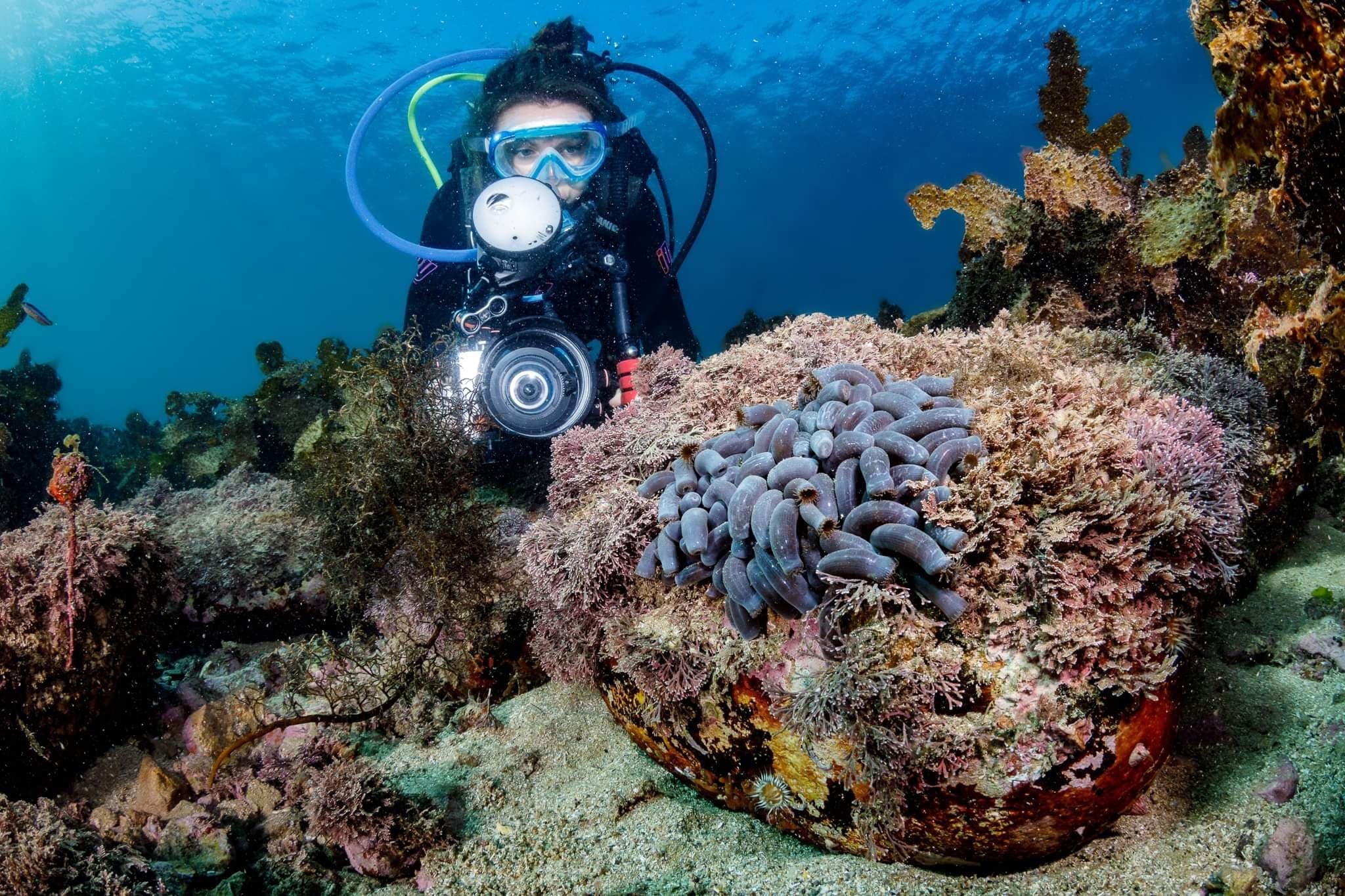 Explore Eden’s Underwater World: SSI Open Water Diver Course in New South Wales