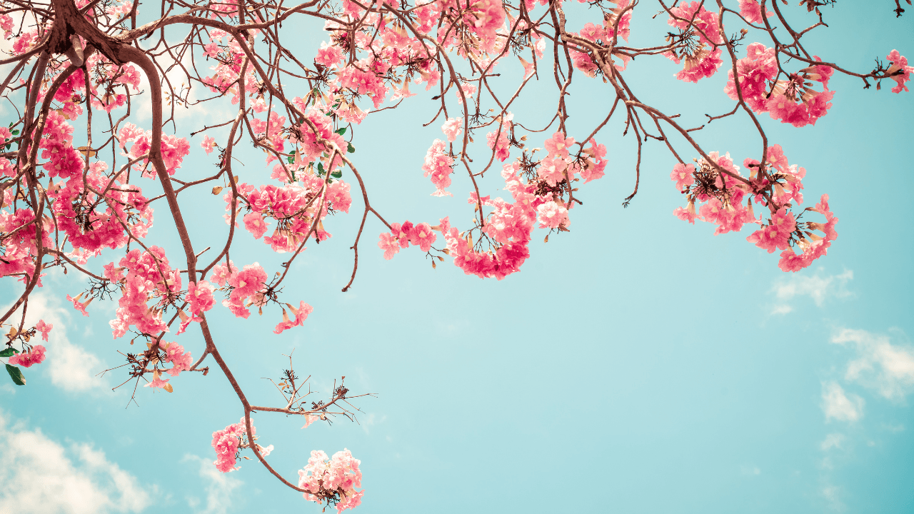 Victoria Cherry Blossom E-Bike Tour: Spring Gardens and Scenic Rides