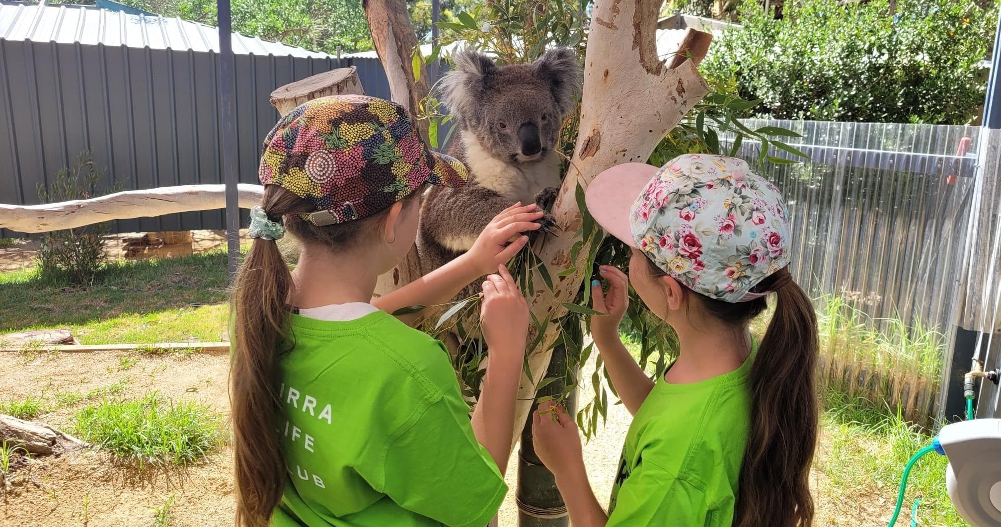 Children interacting with koala at outdoor wildlife sanctuary