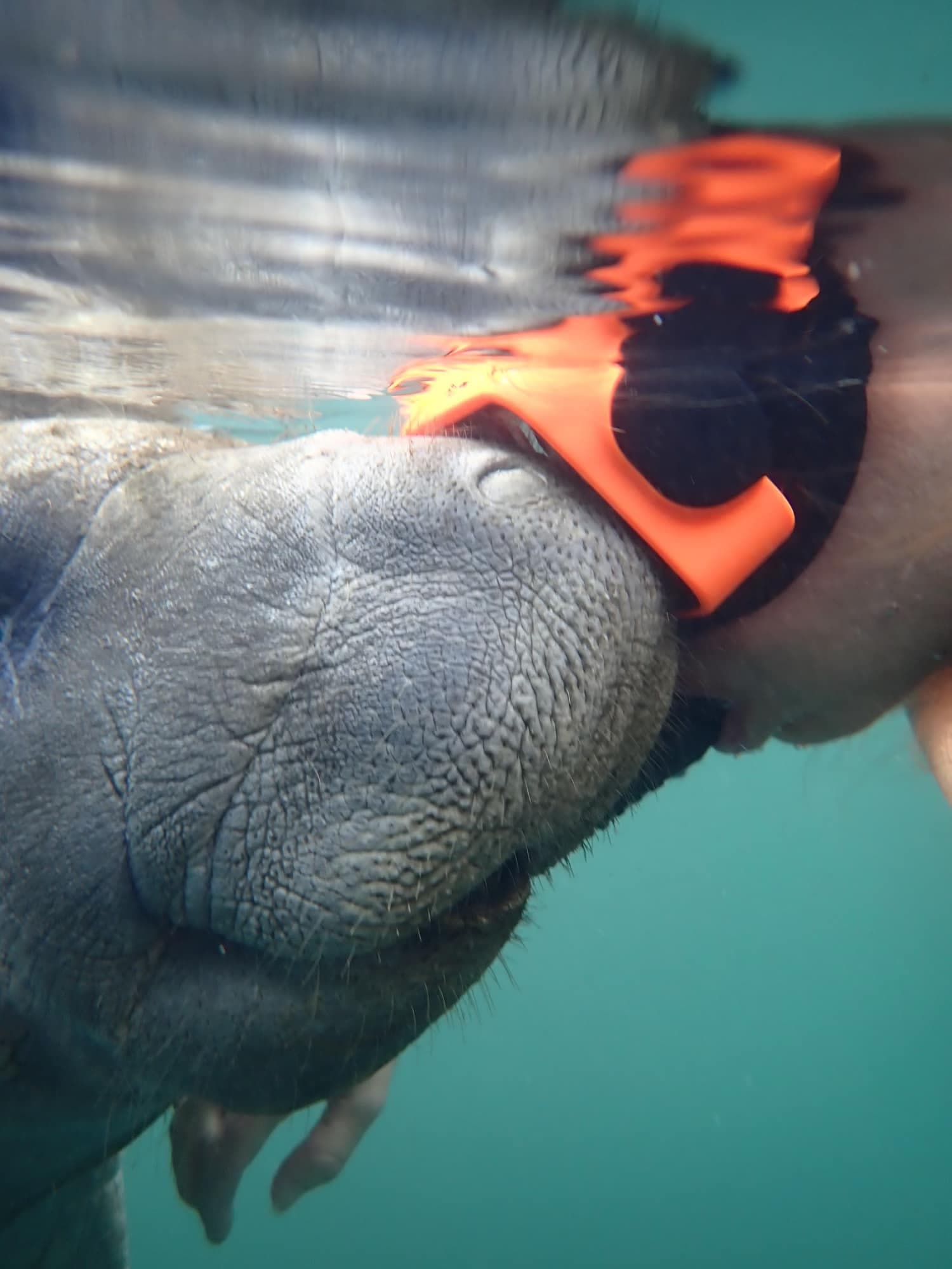 Swim With Manatees fleet