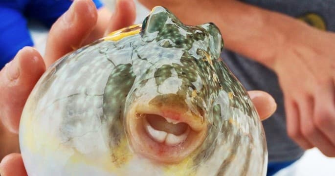 Sea Life Encounter Excursion at Adventure in Paradise