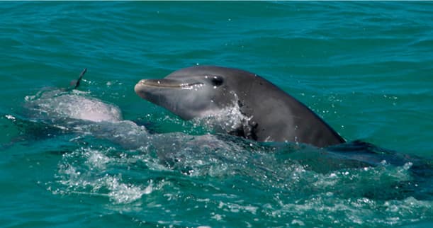 Dolphin Encounters with WILD about DOLPHINS in Stock Island