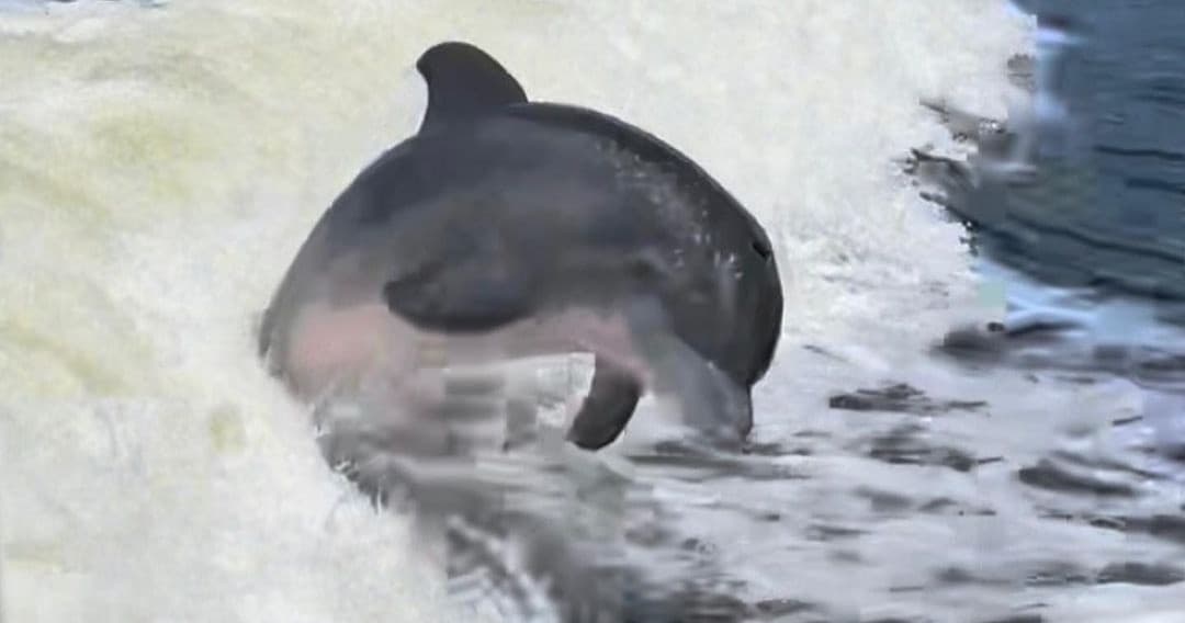 Bottlenose dolphin leaping through surf on ocean wildlife tour