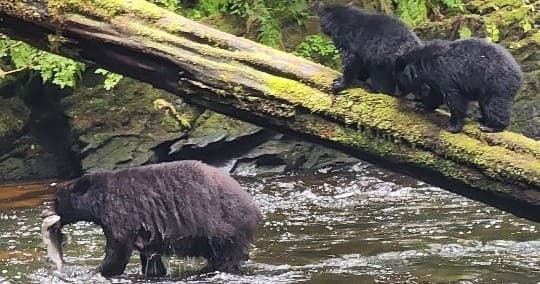 Ketchikan Private Tour: Totem Parks, Scenic Trails & Drone Photography