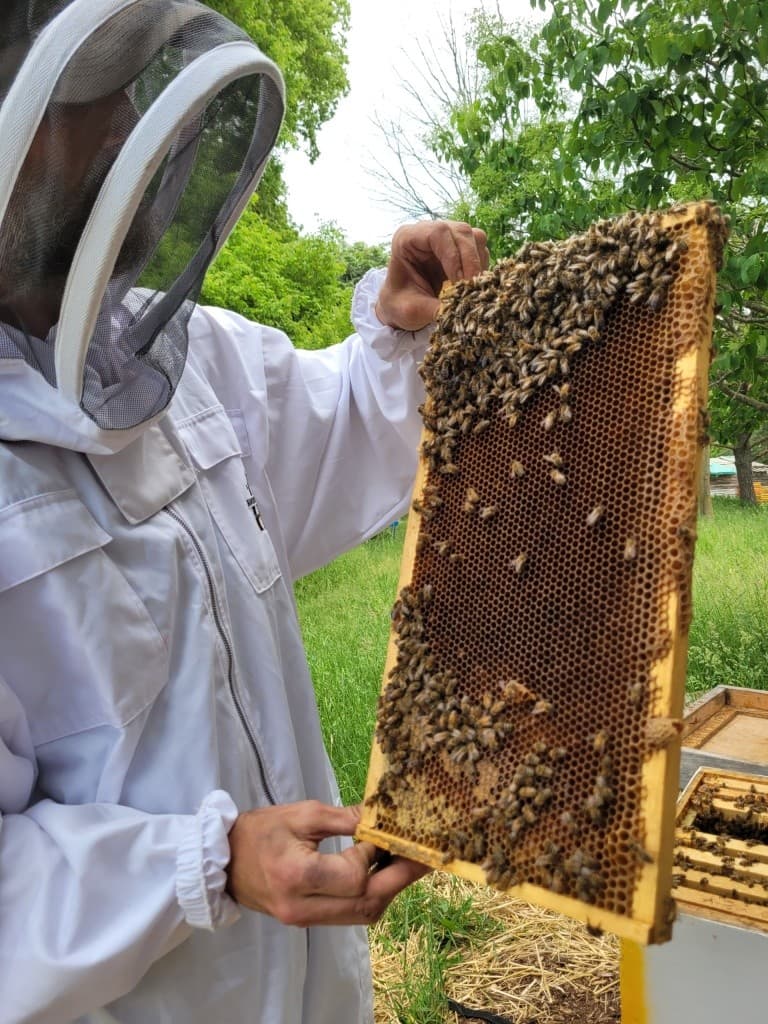Inside the Hive: The Ultimate Honey Bee Encounter at Udderly Ridiculous Farm Life