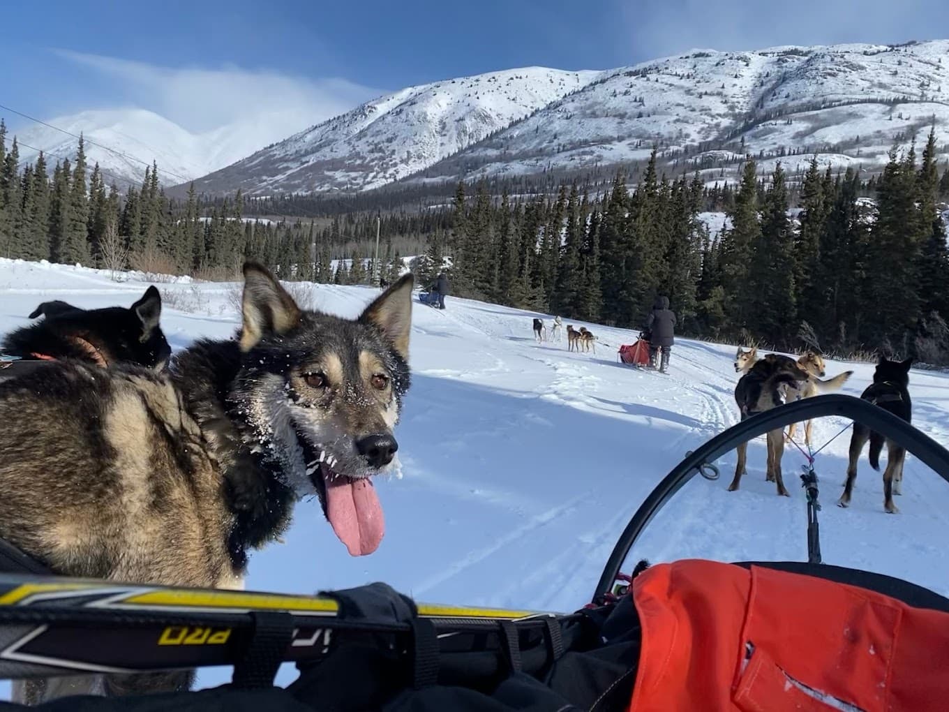 Dog Sledding Yukon Wilderness with Elevation Sled Dogs