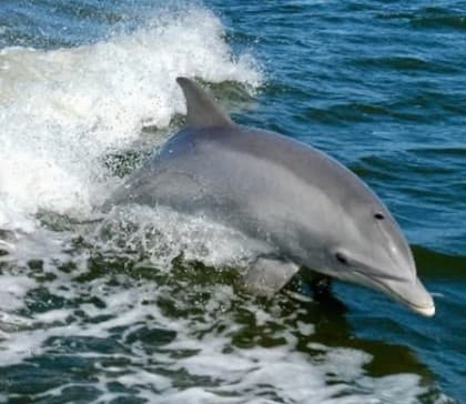 Marine Wildlife & Eco Cruise with Gasparilla Boat Tours in Englewood