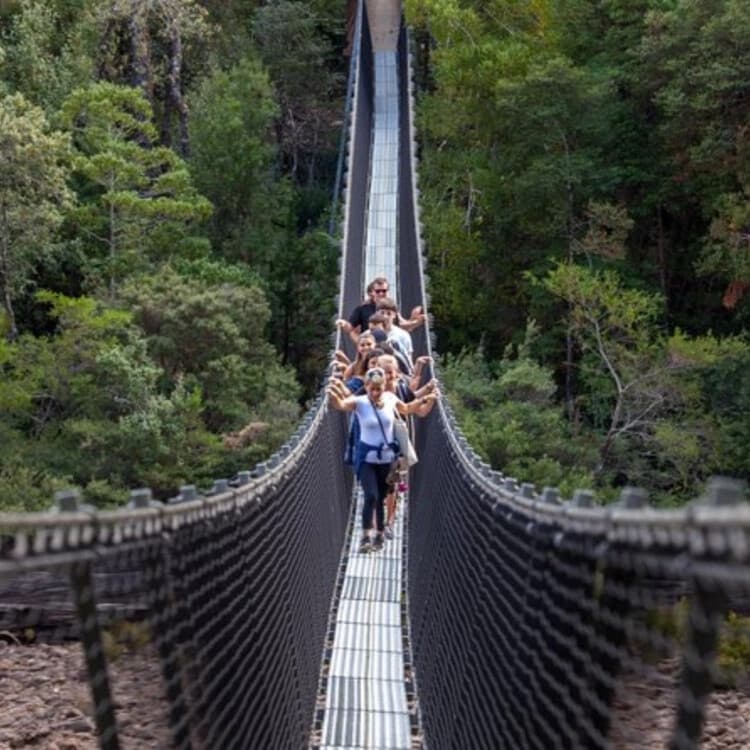 Tahune Airwalk & Hastings Caverns Day Tour: Canopy Walks, Dolomite Caves & Hot Springs