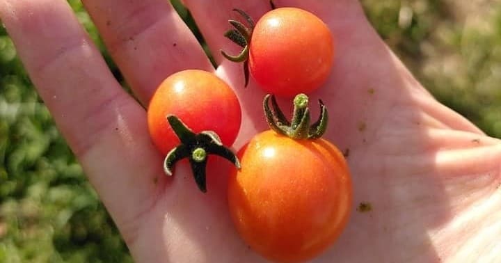 Permaculture & Farm Tours at Trancoson Organic Farm