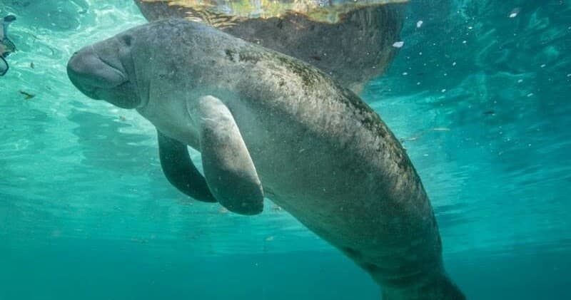 Dolphin & Scallop Adventures with Blue Heaven River Tours