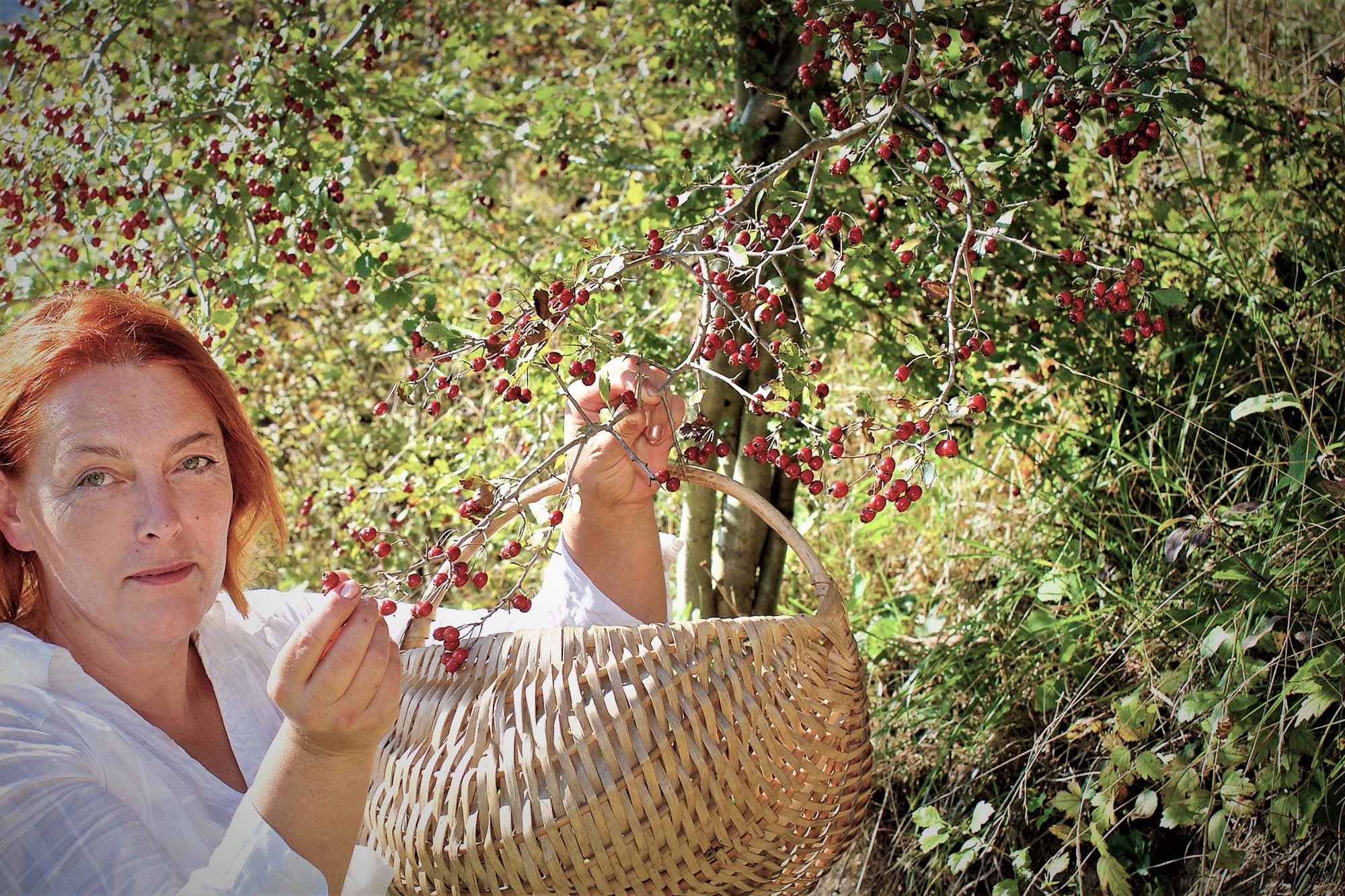 Forager picking wild berries into basket in countryside