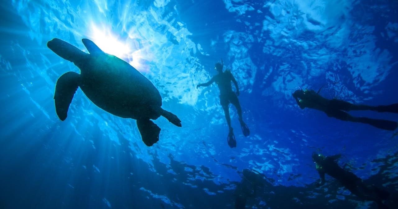Turtle Canyons Snorkel Adventure in Honolulu, Hawaii