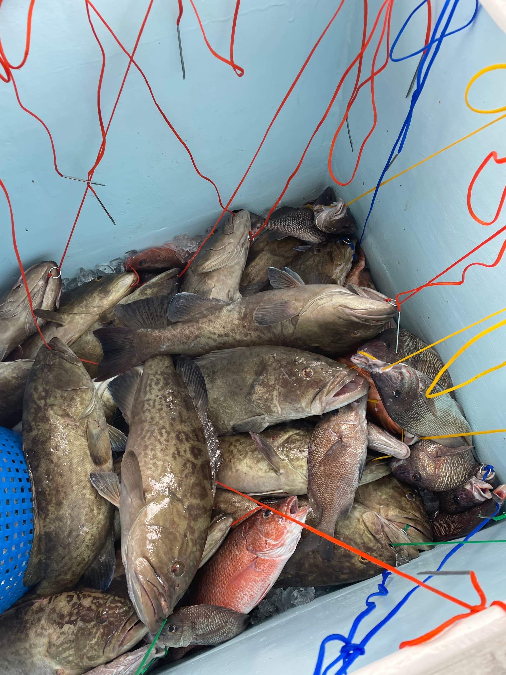 Bucket of assorted rockfish and grouper onboard commercial fishing trip