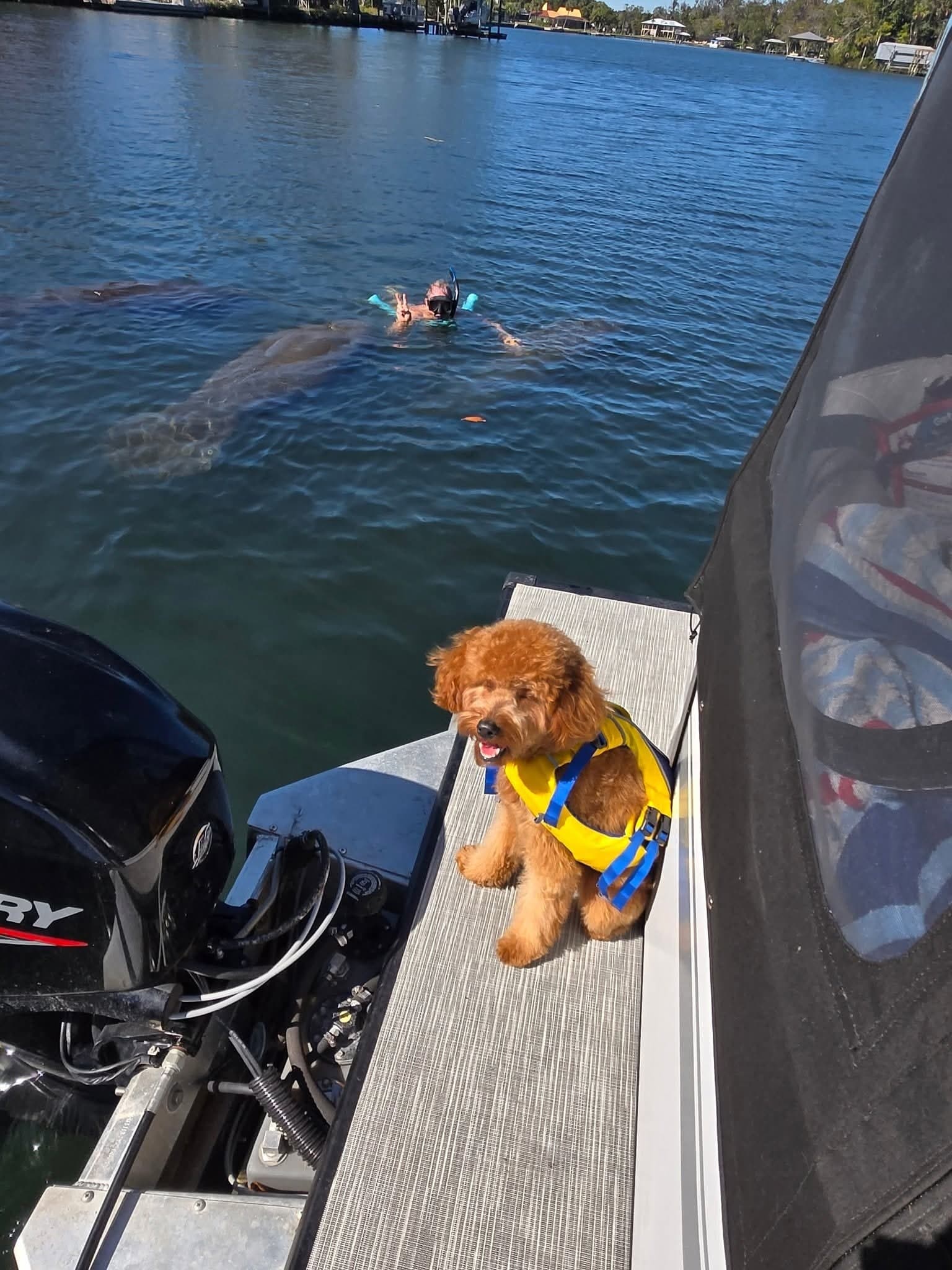 Couples' Scallop Escape: 4- or 6-Hour Homosassa Scalloping & Sandbar Tour photo 4