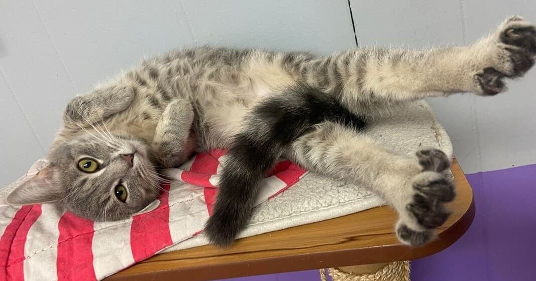Cat Cafe Visit at Kzoo Cat Cafe & Rescue in Kalamazoo