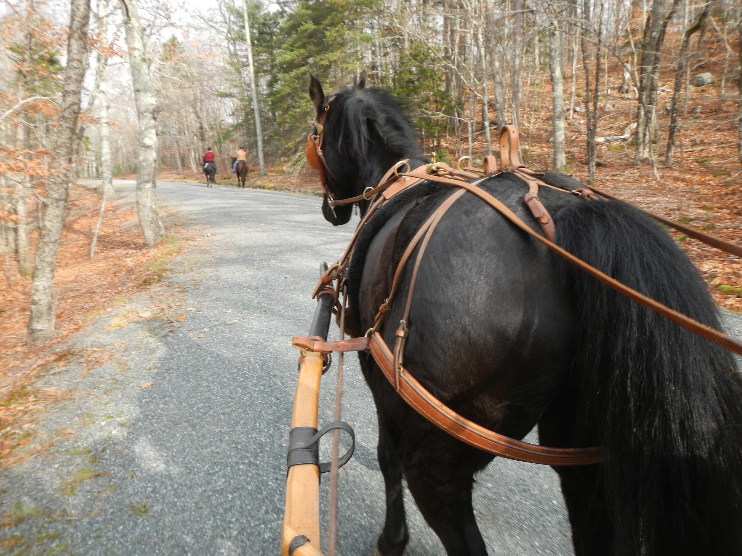 Horse Stalls & Campsites: 5 Night Stay in Bar Harbor, ME