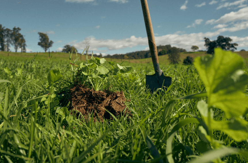 From Seed to Syntropy: Hands-On Food Forest Workshop at Levenvale Farm