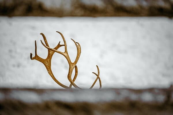 Winter Wildlife & Eco-Friendly Snowmobiling at Reindeer Park