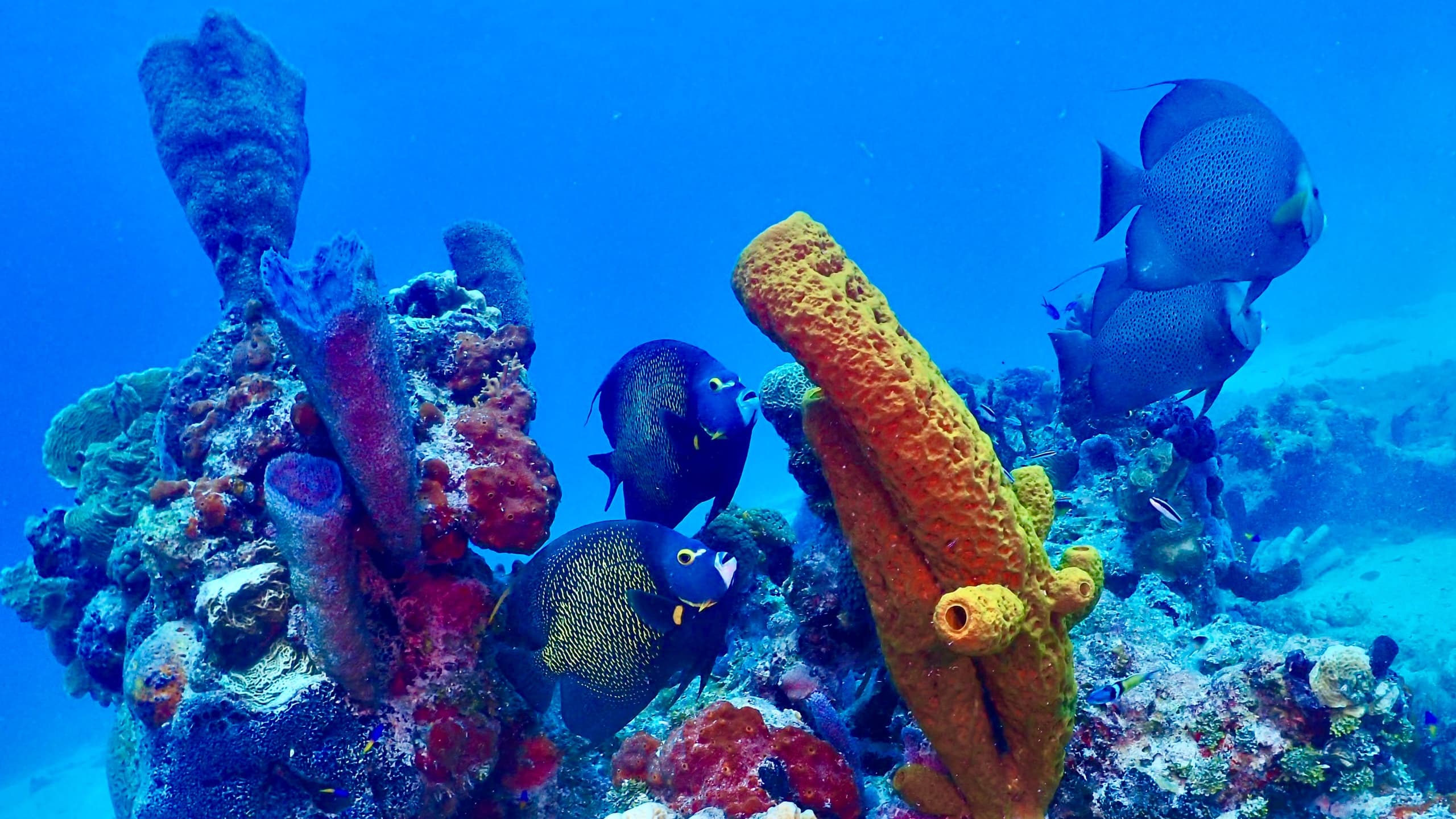 7 Dive Adventures with Mexidivers Tulum in Mexico
