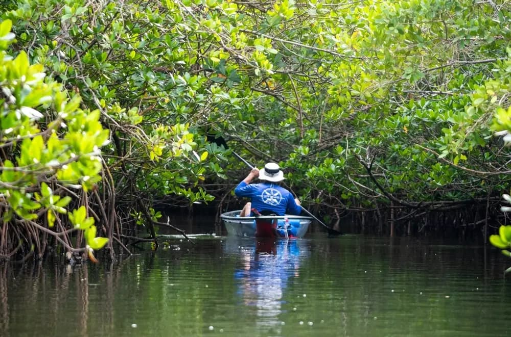 Private Clear Kayak Tour in Vero Beach — Mangroves, Dolphins & Manatees photo 2