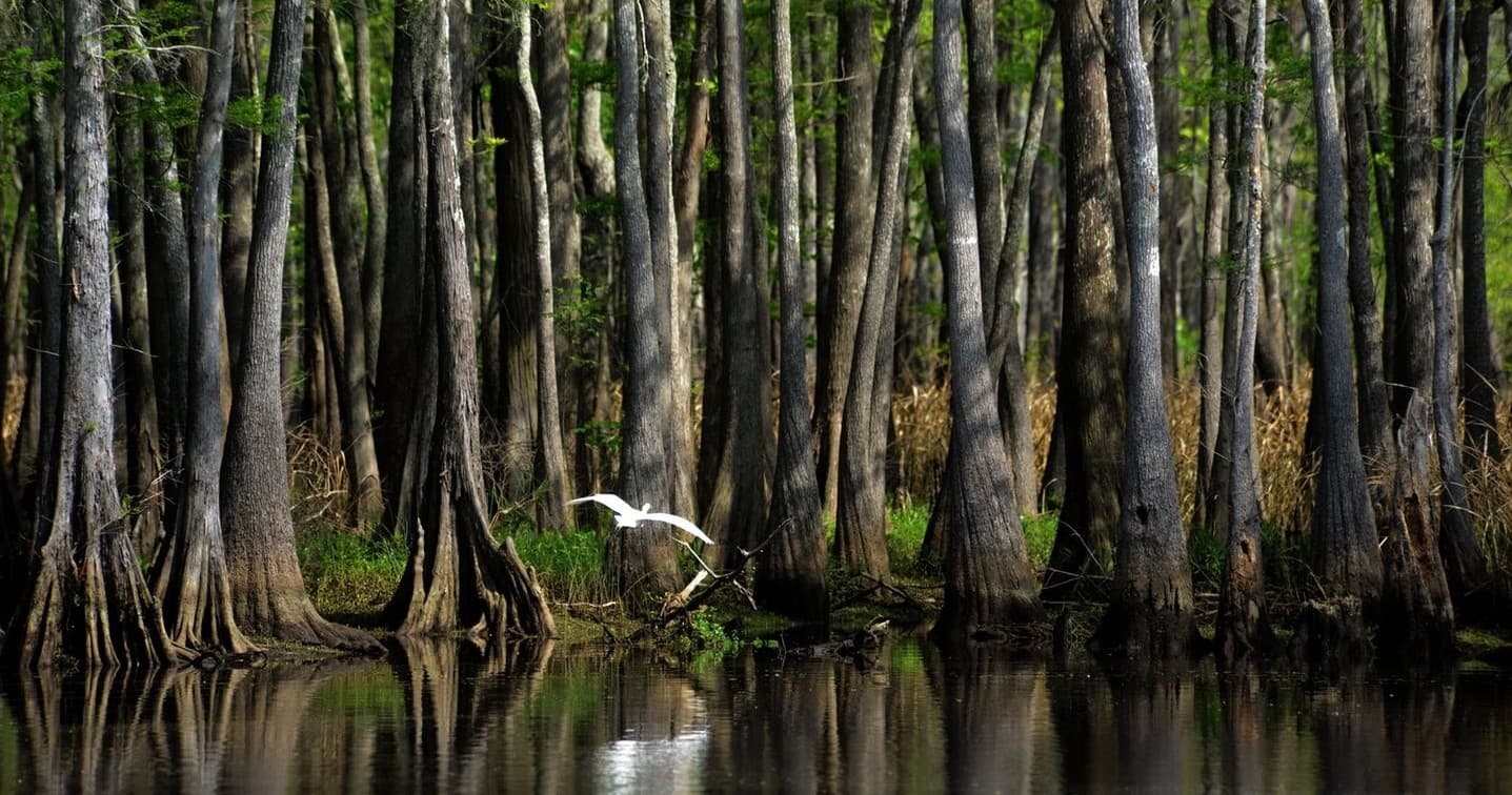 Wildlife & Conservation at Big Thicket Association
