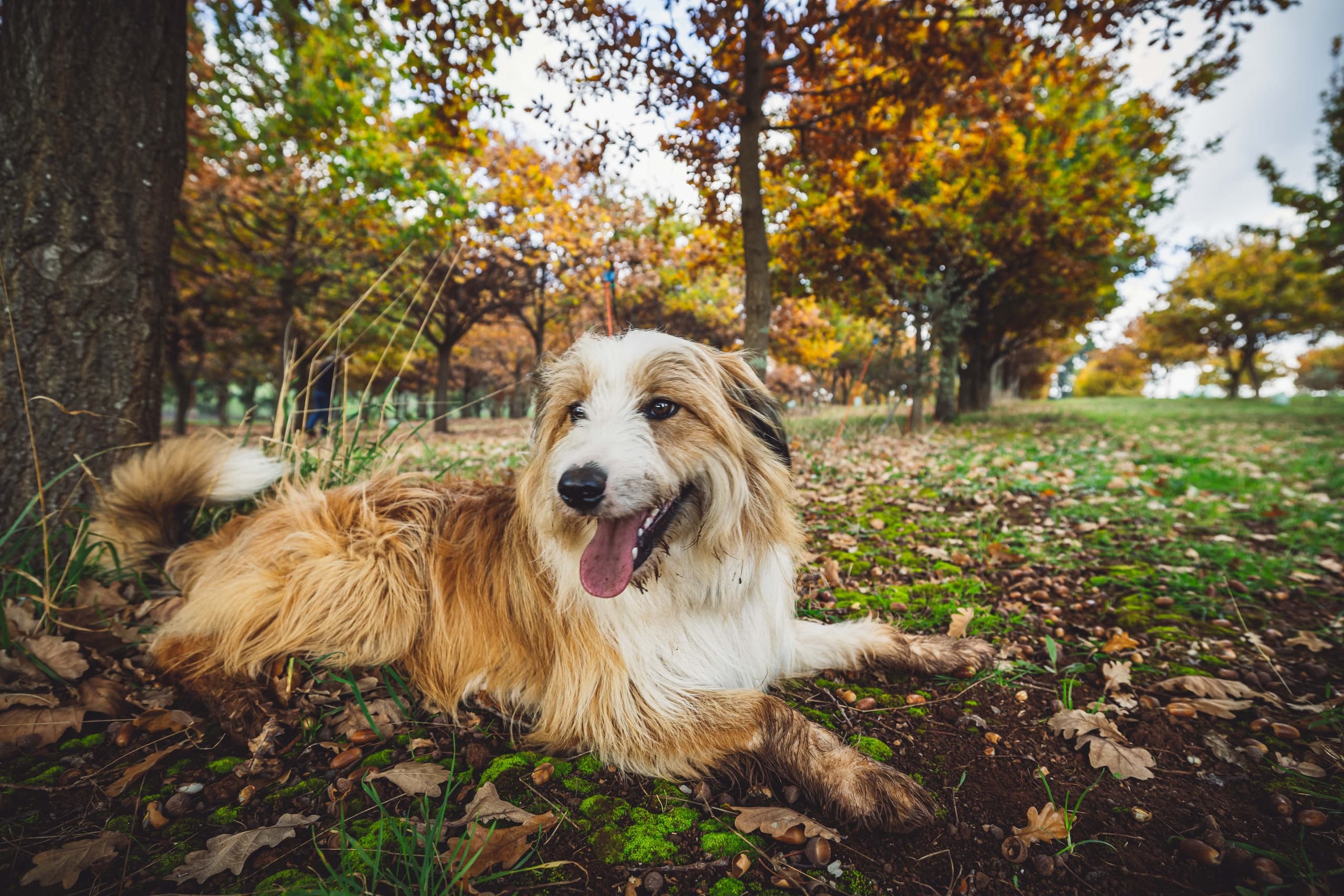 Culinary Adventure & Truffle Hunt at The Truffledore