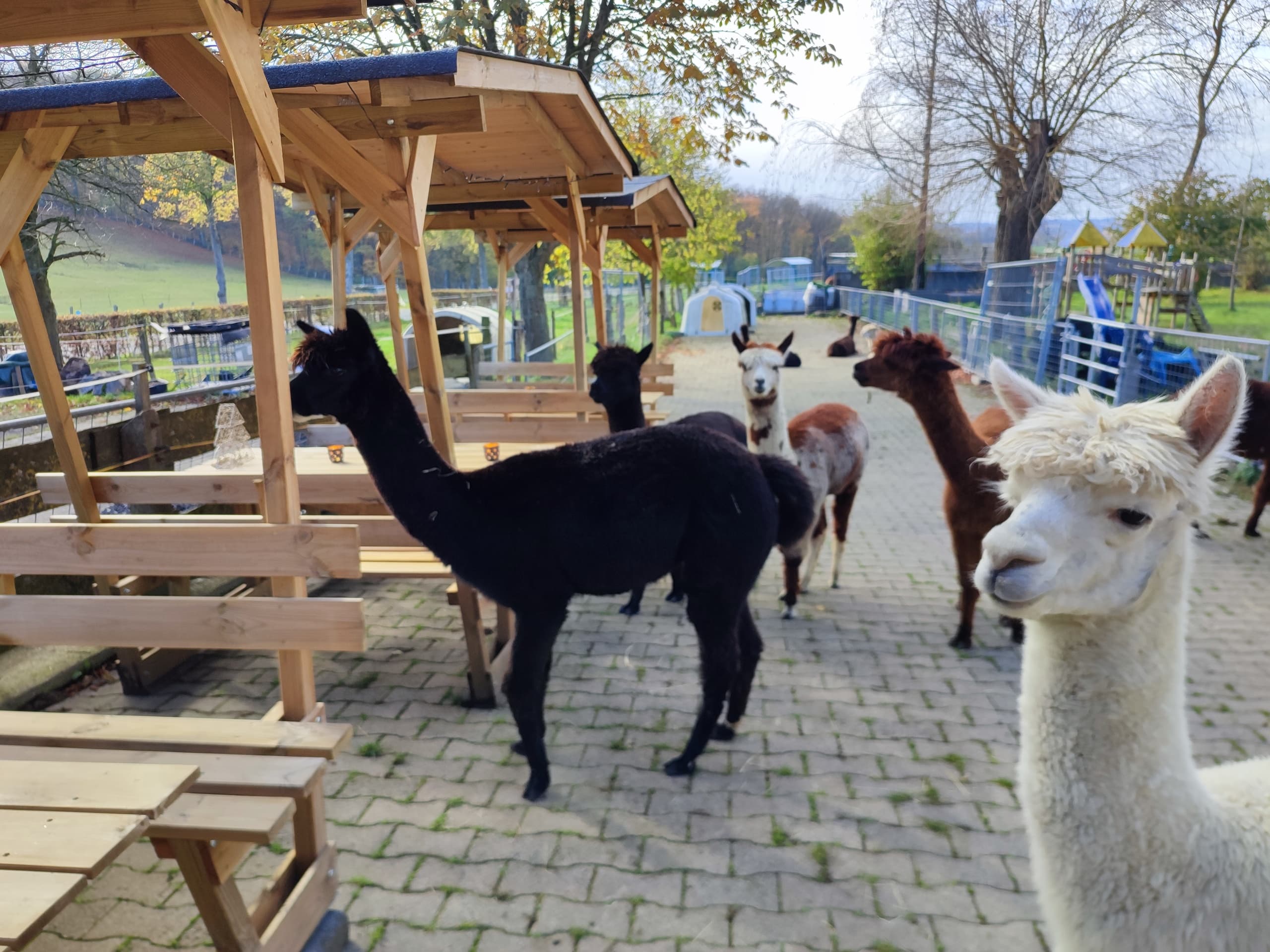 Land Adventures with Summer Breeze Tour in Ennerthof