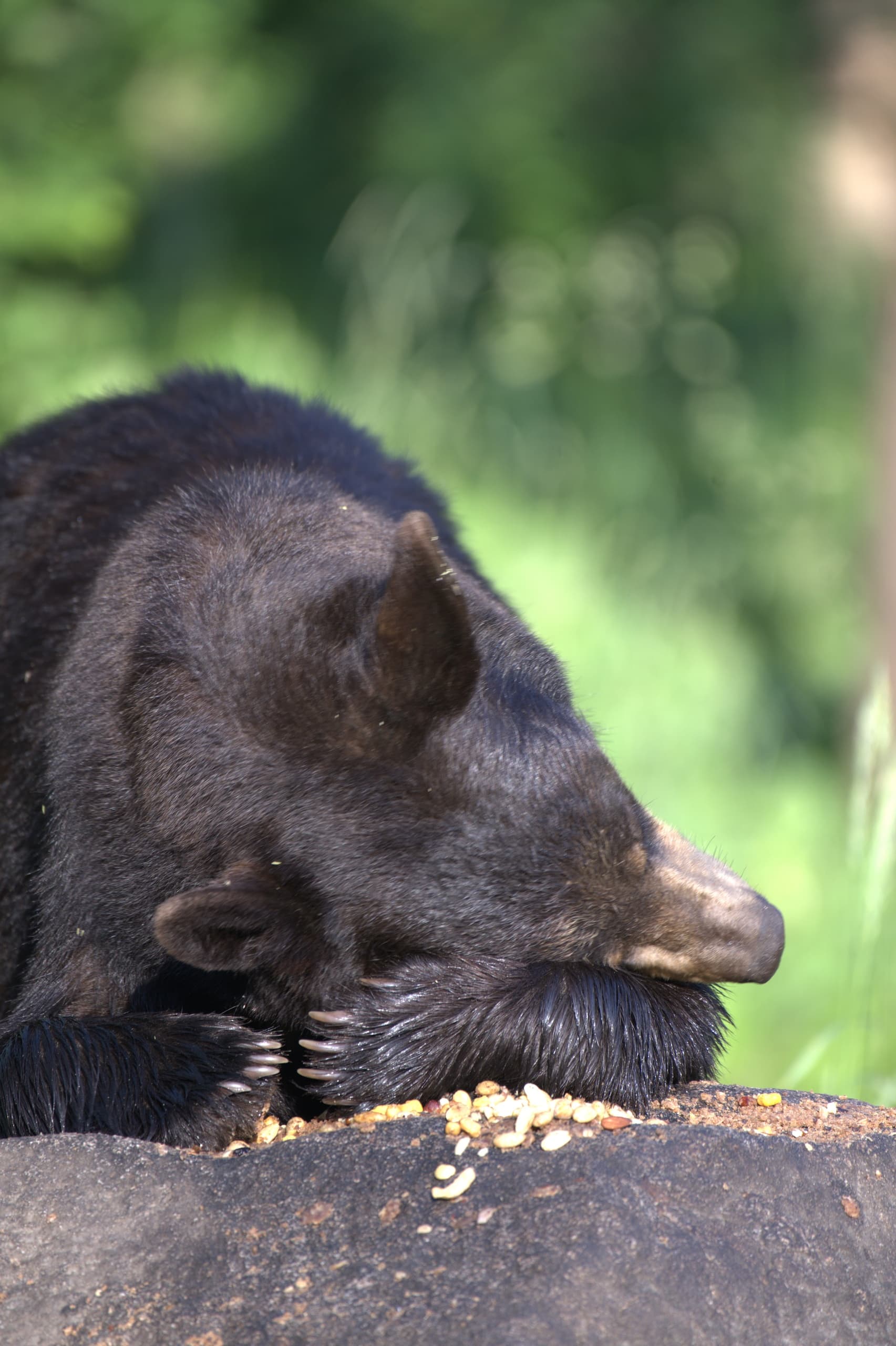Shadow A Bear: Unique Wildlife Care in Orr, Minnesota