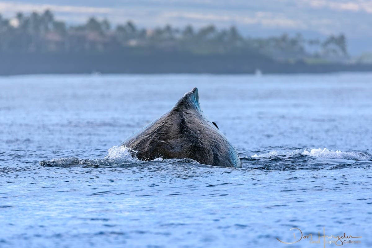 Close Encounters: Small-Group Whale Watching from Kawaihae Harbor photo 4