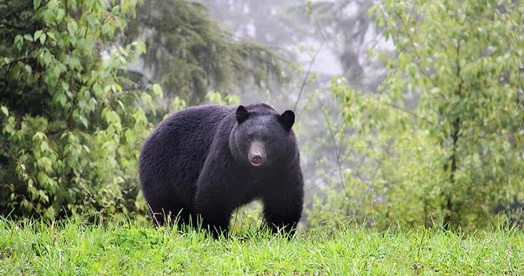 Wildlife & Land Rover Tour at Whistler by Whistler Discovery Tours