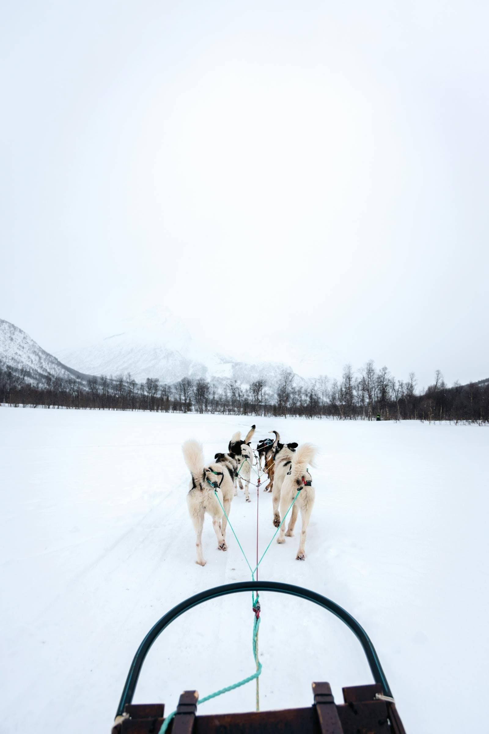 Husky Safari in Levi: 10 km Family Dog-Sled Adventure in Sirkka, Lapland