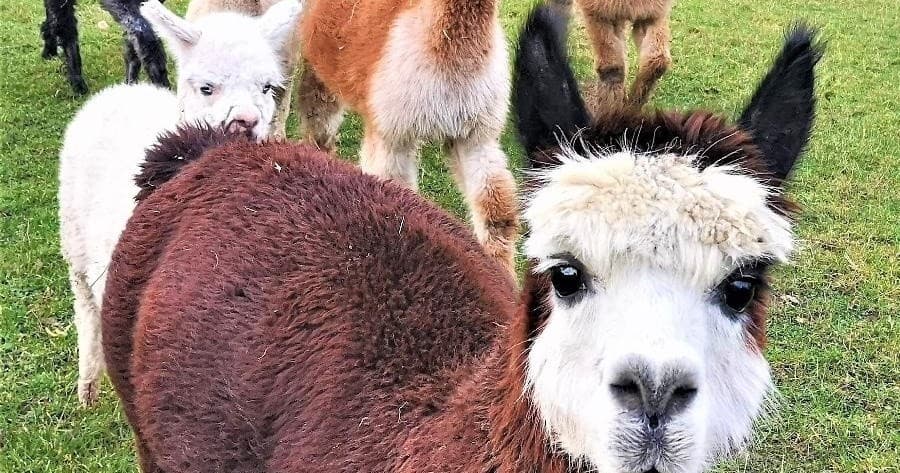Close-up brown alpaca in grassy pasture facing camera