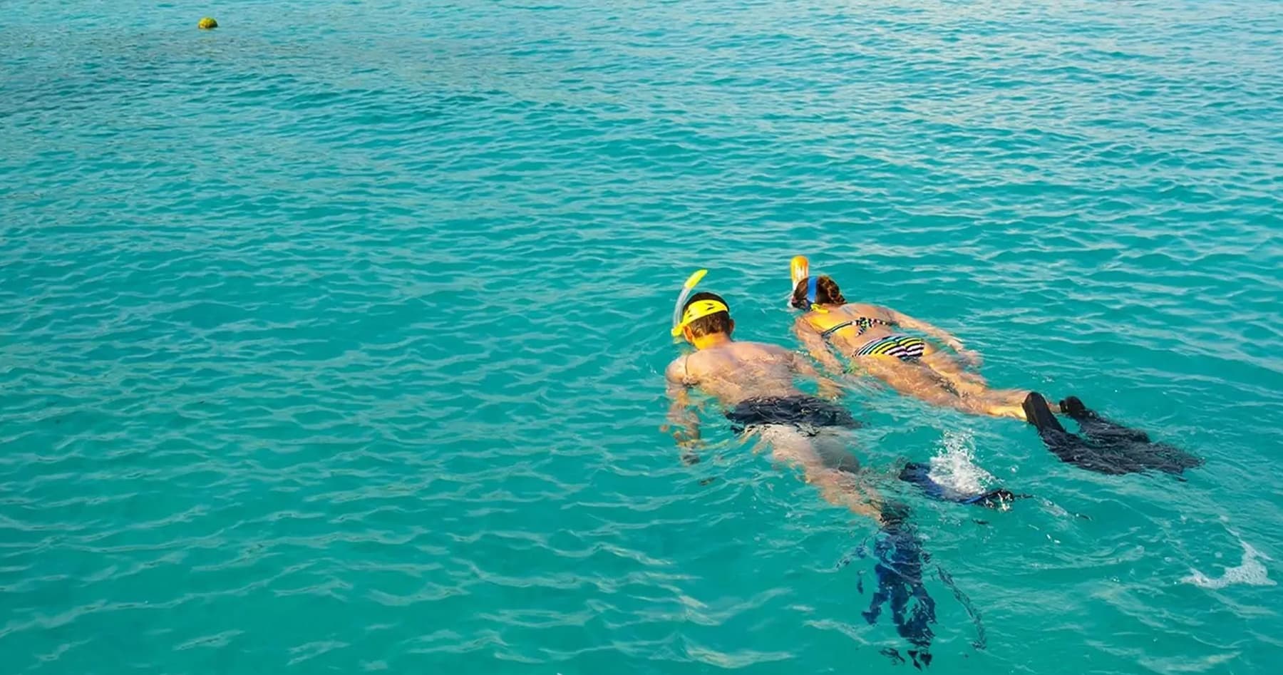 Snorkel Playa del Carmen: Family-Friendly Reef Trips to See Turtles and Rays