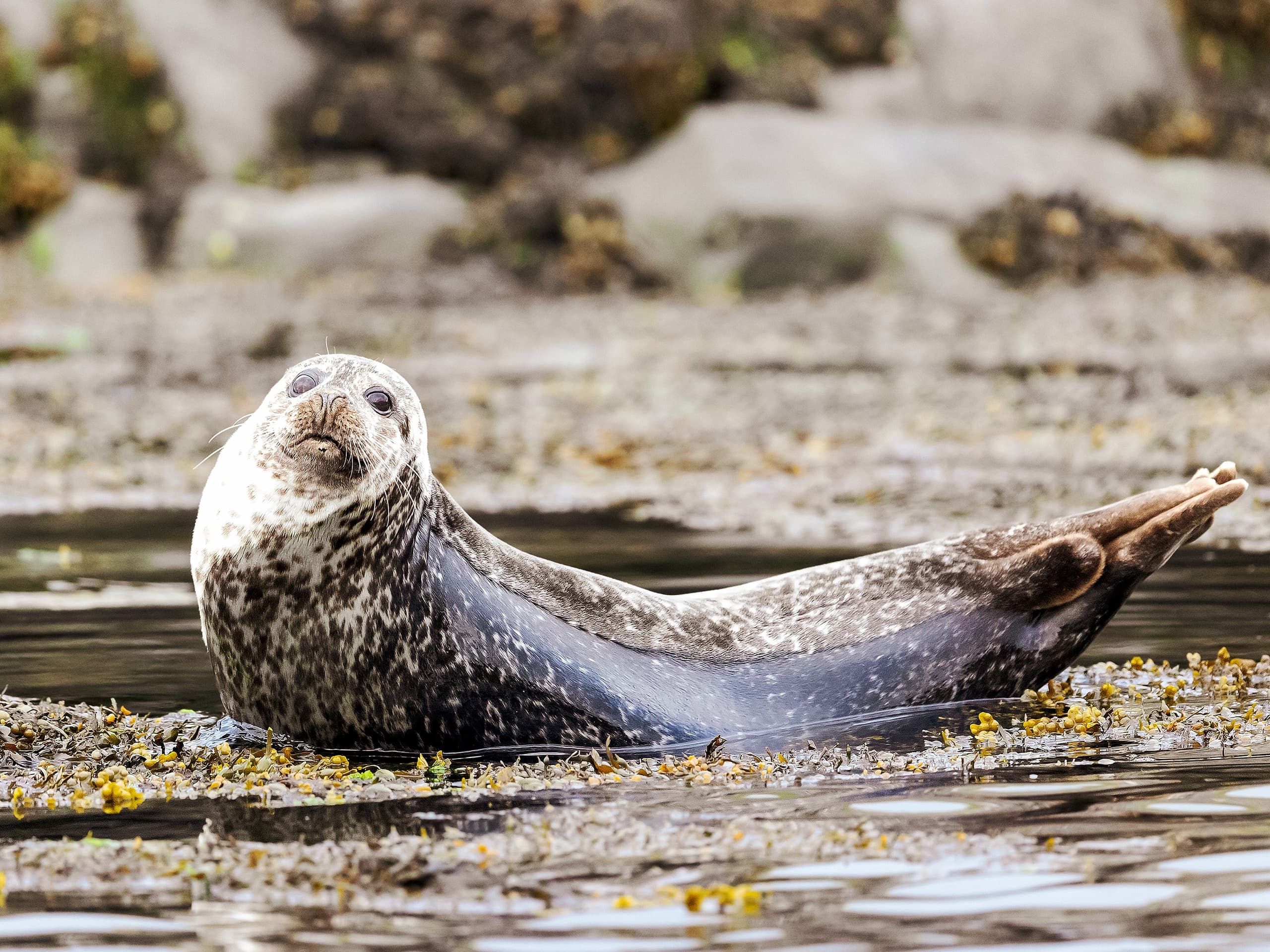 Wildlife & Corryvreckan Adventure with Venture West