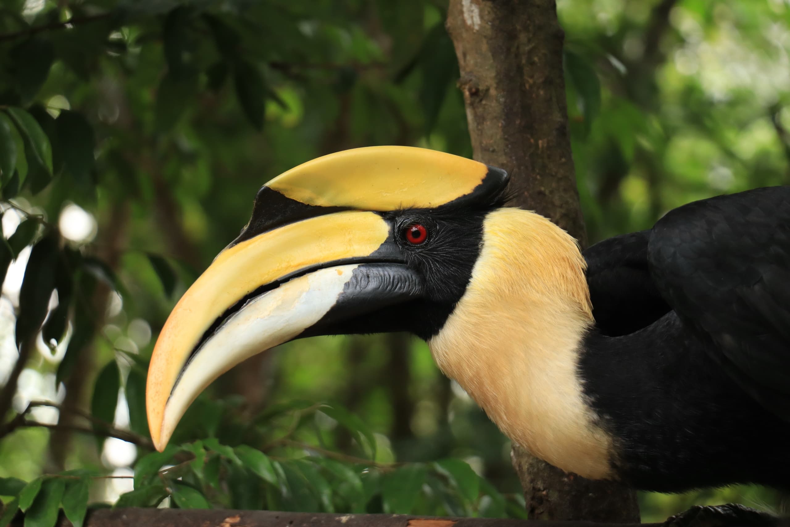 Great hornbill perched in lush forest canopy during birdwatching tour