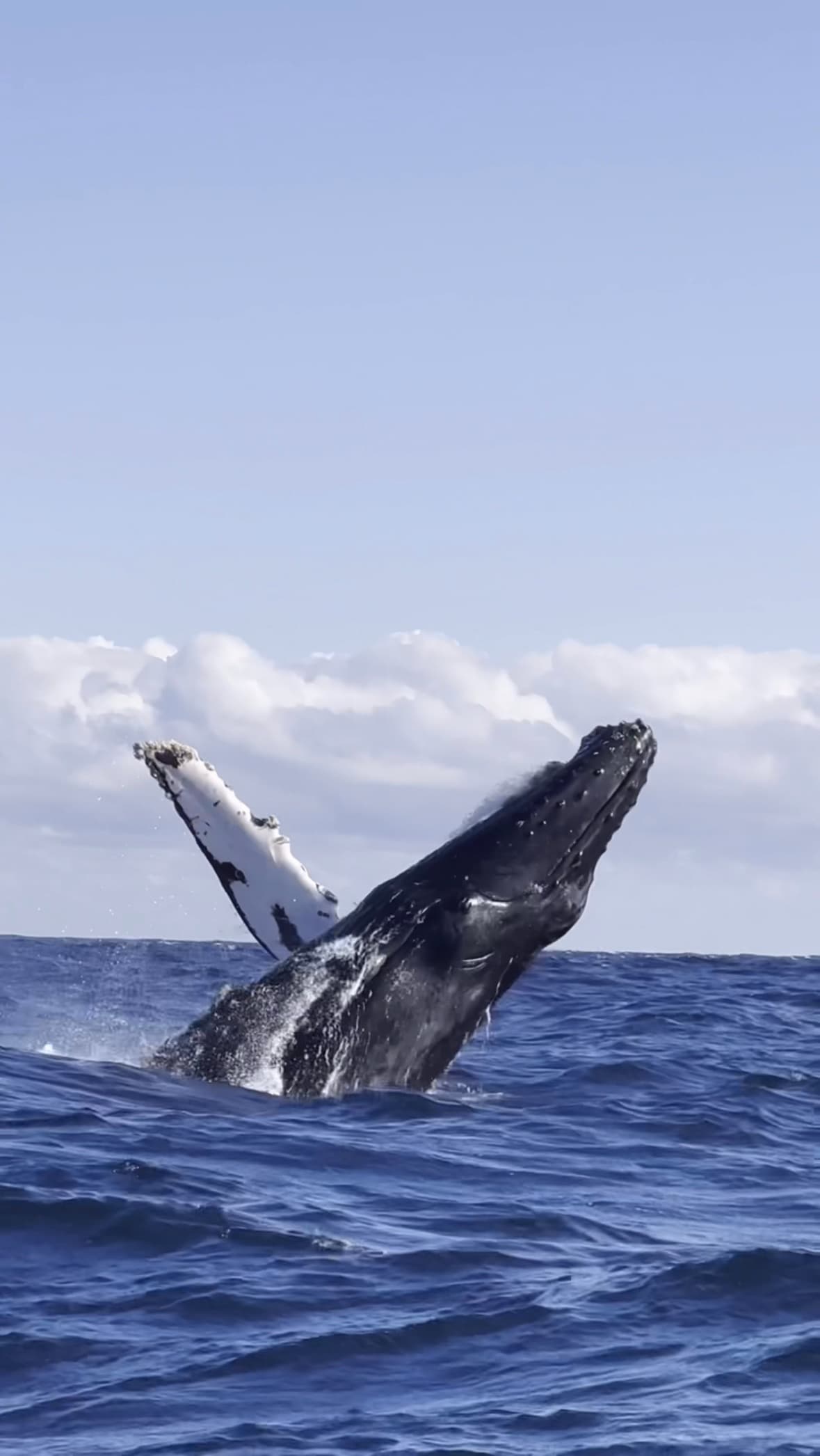 Private Oahu Whale Watching: Intimate 2-Hour Humpback Safari from Kewalo Harbor