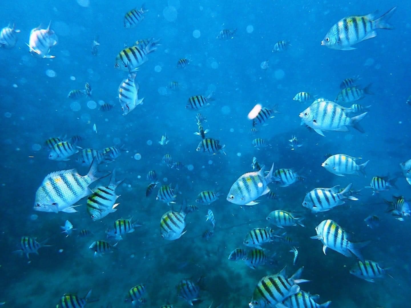 Alligator Reef Snorkel: 2.5-Hour Islamorada Adventure with Morada Mermaid photo 2