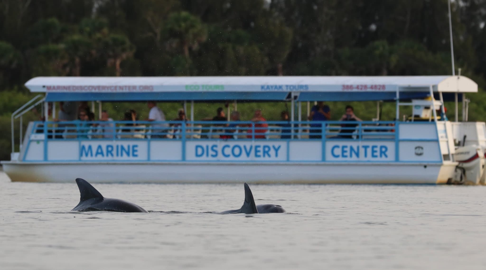 Dolphin & Wildlife Tour with Marine Discovery Center in New Smyrna Beach