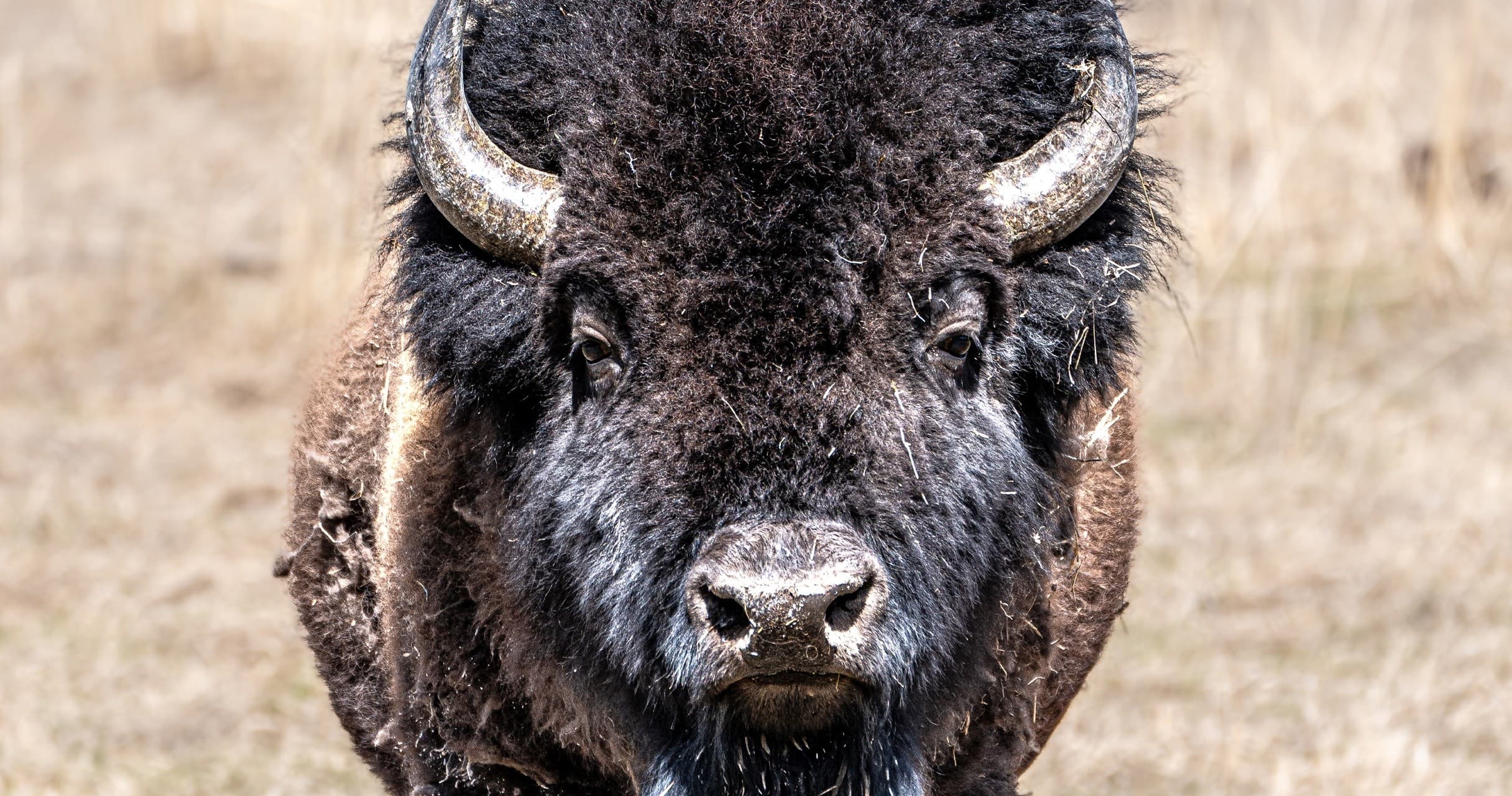 Wildlife Safari by Yellowstone Safari Company in Cody, Wyoming