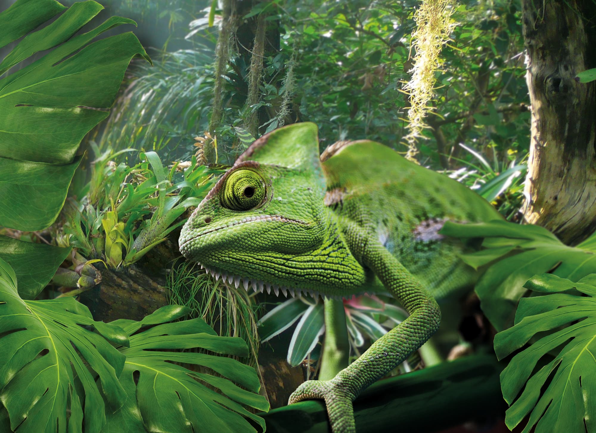 Green chameleon perched on leaves inside tropical greenhouse exhibit