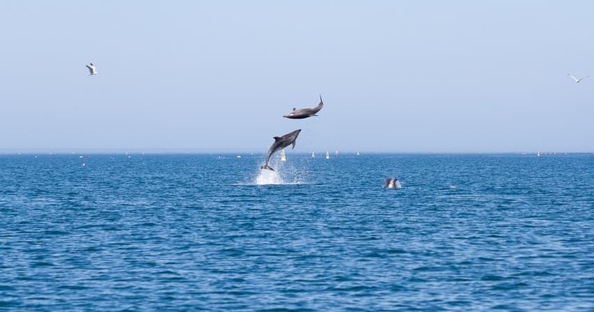 Dolphins breaching and leaping from sea in blue coastal waters