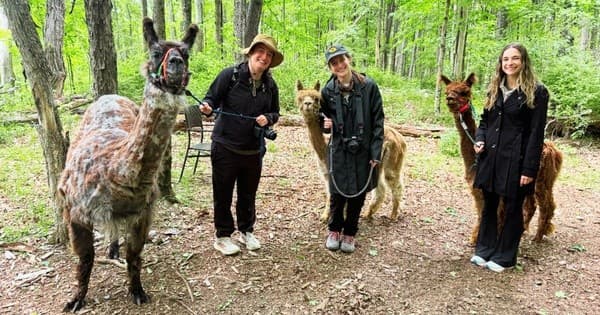 Bachelorette Trek with Alpacas and Llamas in Pleasant Valley, NY photo 1