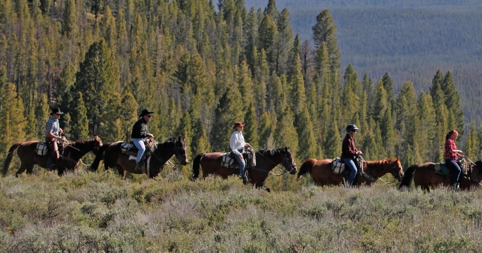 Group horseback trail ride through pine forest and sagebrush