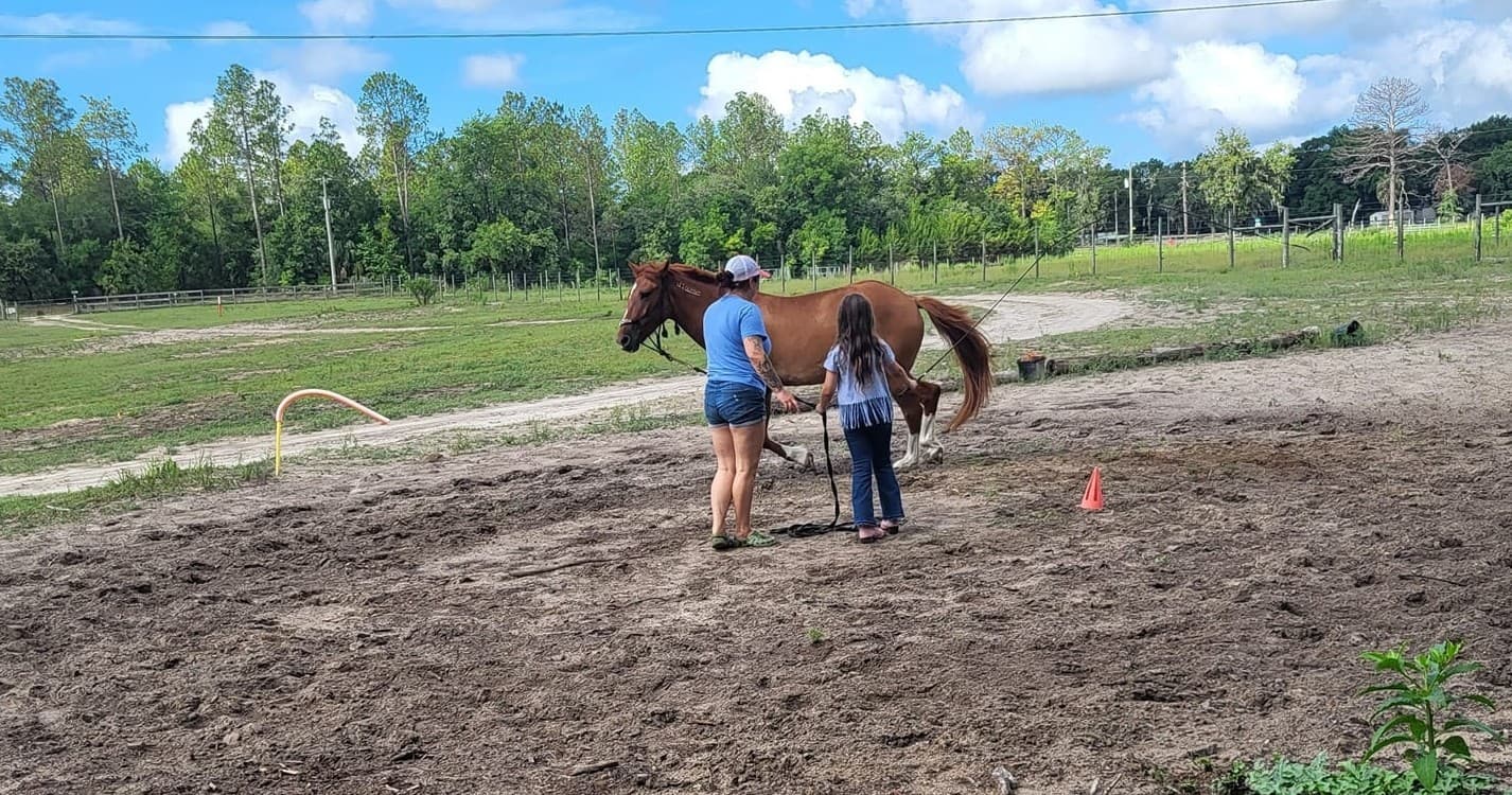 Two people handling a horse in grassy paddock on a sunny day
